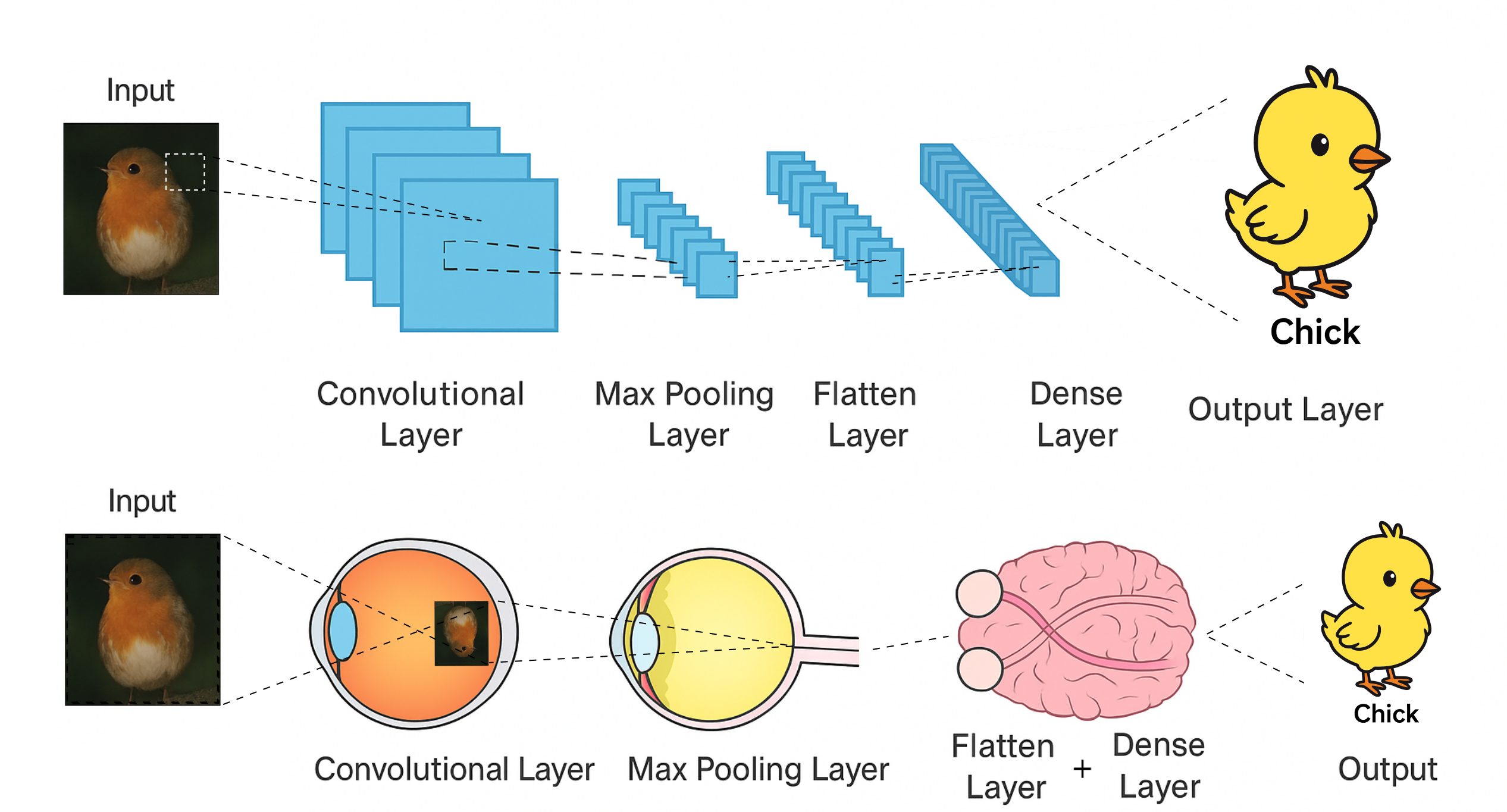 Diagram of a Convolutional Neural Network, comparing it to the human visual system