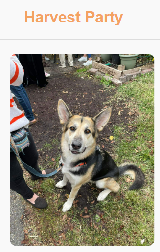 Cute Dog
